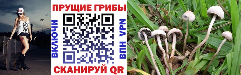 Галлюциногенные грибы Psilocybe  Гвардейск 